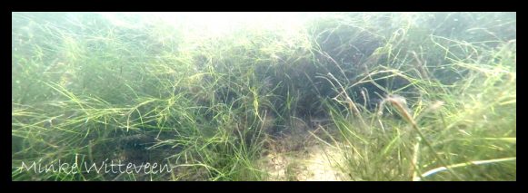 eelgrass