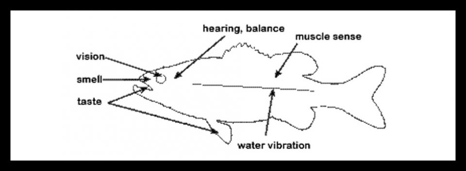 sensory-system-of-fish-ocean-blue-adventures