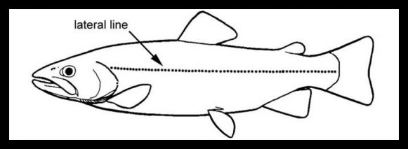 Understand Lateral Lines to Help You Catch More Fish