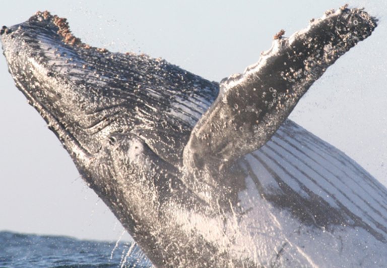 HUMPBACK WHALES OF SOUTH AFRICA