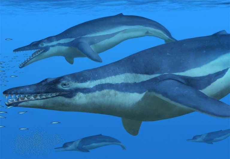 THE ORIGINS OF MARINE MAMMALS