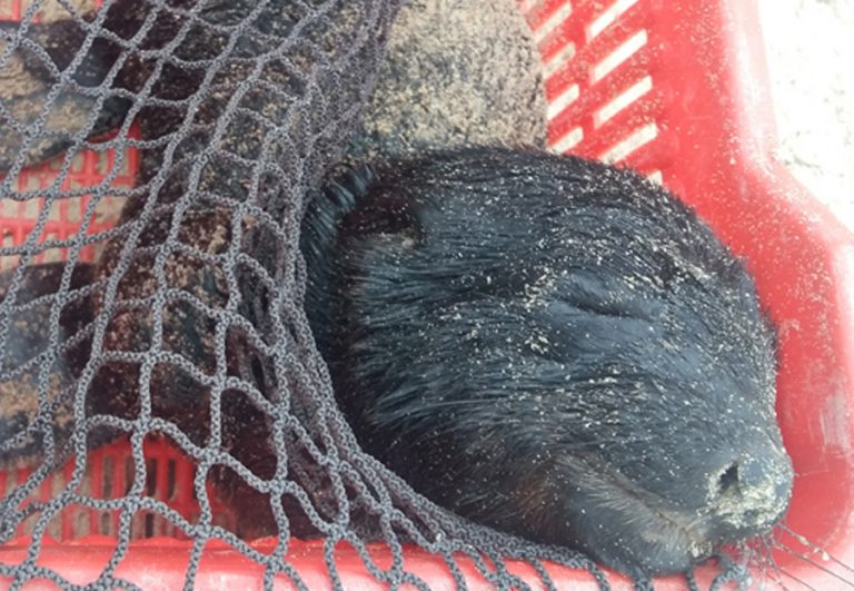 CAPE FUR SEAL PUPS ASHORE PLETTENBERG BAY