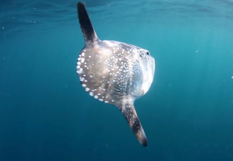 A SWIMMING HEAD, THE SUNFISH
