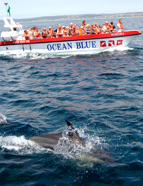Dolphin Encounters image for the home page of the oceanadventures.co.za website