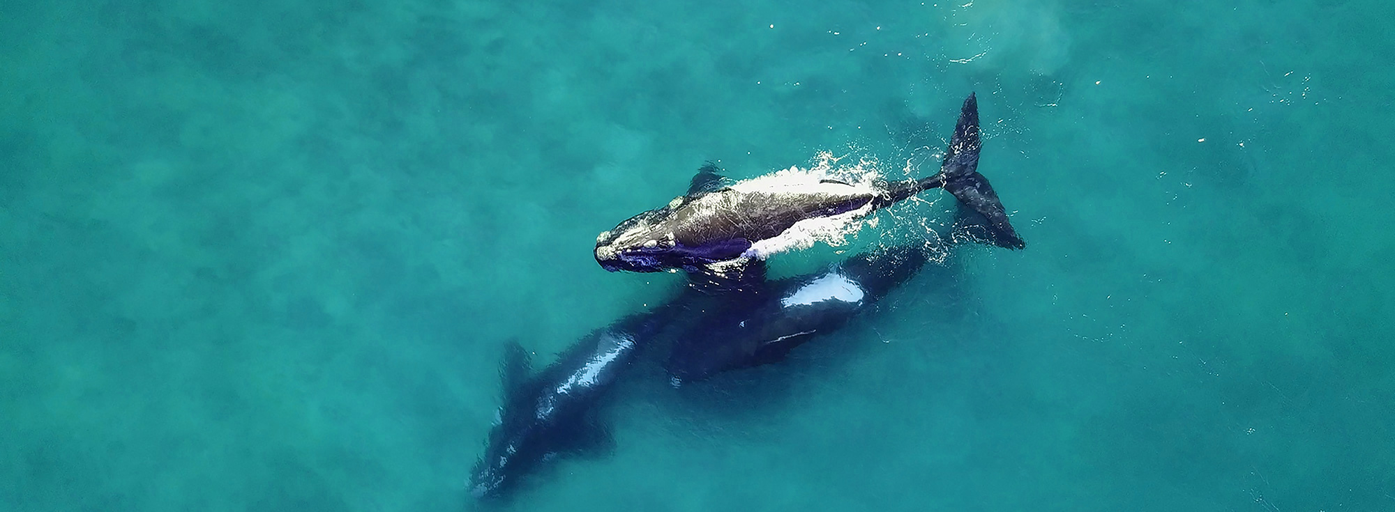 drone image of southern right whales for the oceanadventures.co.za website