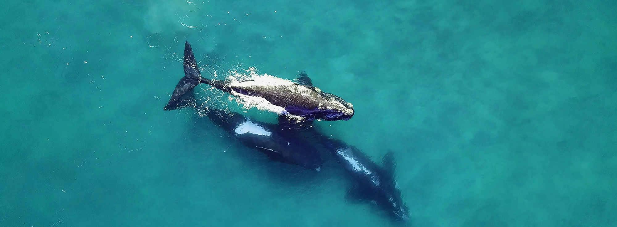 drone picture of southern right whales for the oceanadventures.co.za website