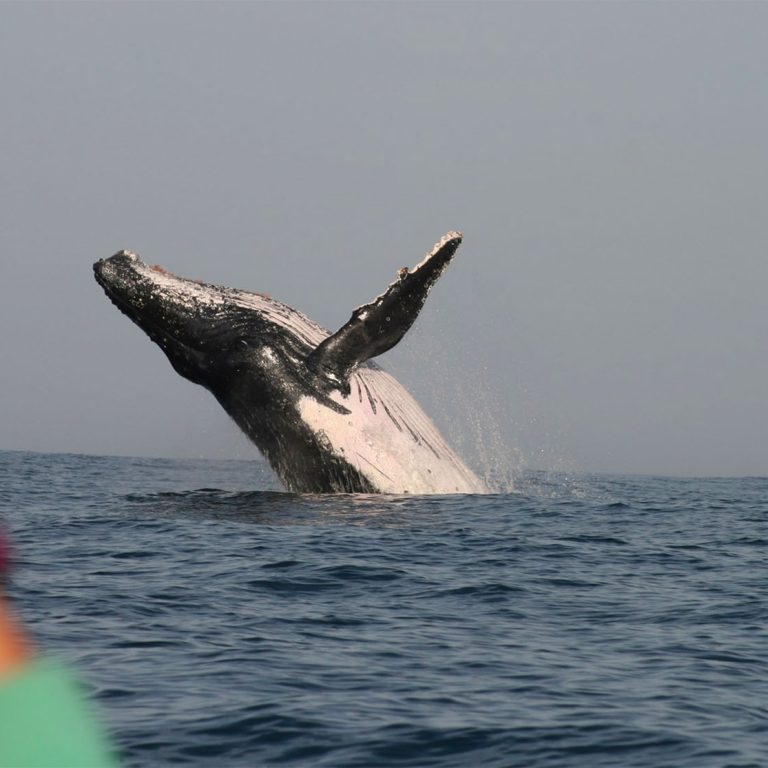 Image of a person Whale Watcing in Plettenberg Bay from a tour boat for the header section of the Ocean Blue Adventures website.